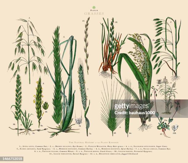 illustrazioni stock, clip art, cartoni animati e icone di tendenza di erbe, regno vegetale, illustrazione botanica vittoriana, circa 1853 - canna da zucchero