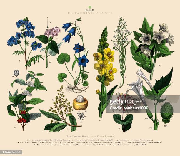 ilustrações, clipart, desenhos animados e ícones de plantas floridas, reino das plantas, ilustração botânica vitoriana, circa 1853 - campanula liliaceae