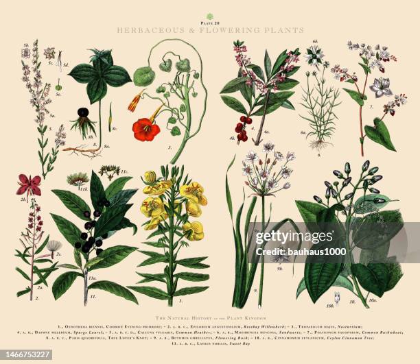 herbaceous and flowering plants, plant kingdom, victorian botanical illustration, circa 1853 - buckwheat isolated stock illustrations