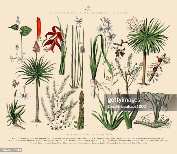 bildbanksillustrationer, clip art samt tecknat material och ikoner med herbaceous and flowering plants, plant kingdom, victorian botanical illustration, circa 1853 - rotting