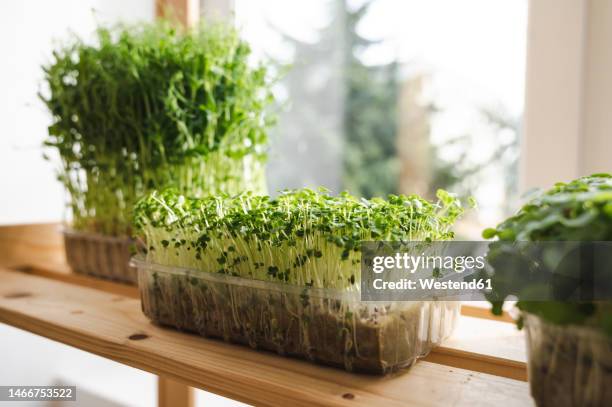 microgreens on shelf by window at home - microgreens stock pictures, royalty-free photos & images