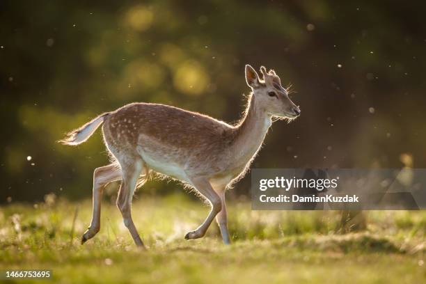 ciervo gamo (dama dama) - fallow deer fotografías e imágenes de stock