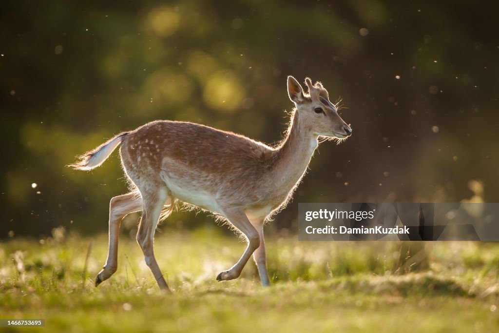 Fallow Deer (Dama dama)
