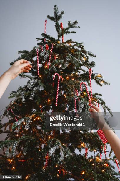 hands of girl and man hanging candy canes on christmas tree at home - decorating the christmas tree stock pictures, royalty-free photos & images