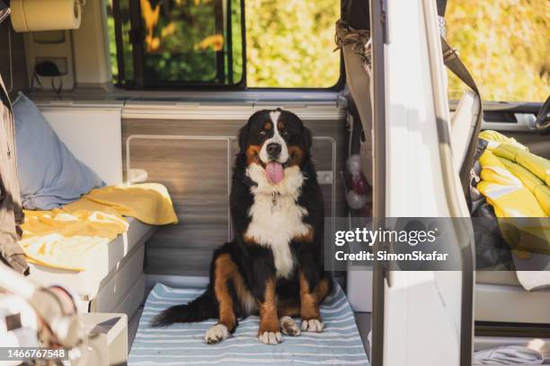 berner sennenhund streckt zunge im wohnmobilanhänger heraus - bernese mountain dog stock-fotos und bilder