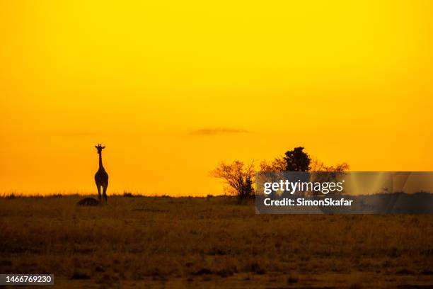 silhouette giraffe standing on landscape at national park during sunset - giraffe stock pictures, royalty-free photos & images