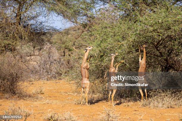 drei braune impalas, die sich an einem sonnigen tag auf einem baum aufbäumen und blätter im wald im nationalpark in kenia, ostafrika, fressen - amboseli nationalpark stock-fotos und bilder