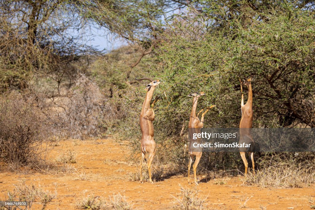 Three brown impalas rearing up on tree and eating leaves in forest at National Park in Kenya,East Africa on sunny day