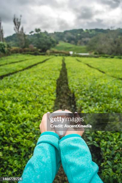 arms hold cup of tea over agricultural field - tea stock pictures, royalty-free photos & images