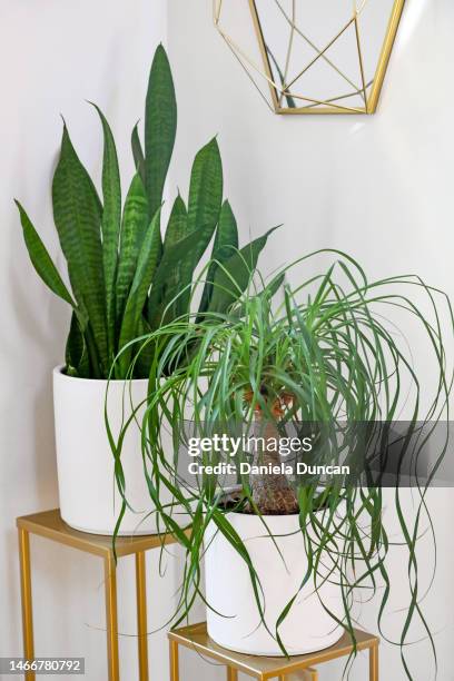 houseplants - sansevieria and ponytail palm - sansevieria stock pictures, royalty-free photos & images