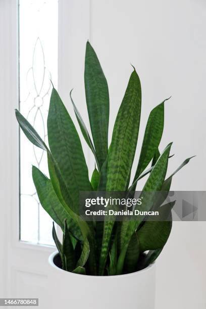 potted sansevieria plant indoors - sansevieria stock pictures, royalty-free photos & images