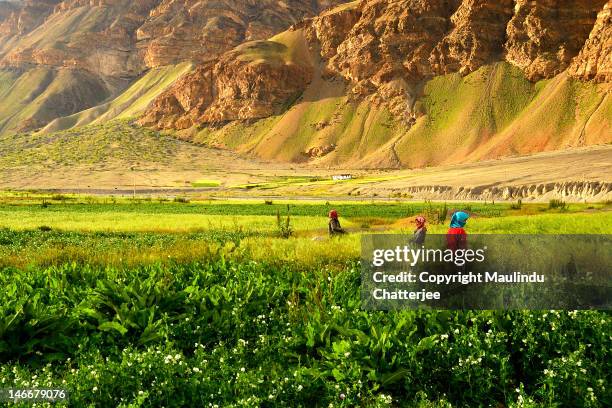 spiti valley - himachal pradesh stockfoto's en -beelden