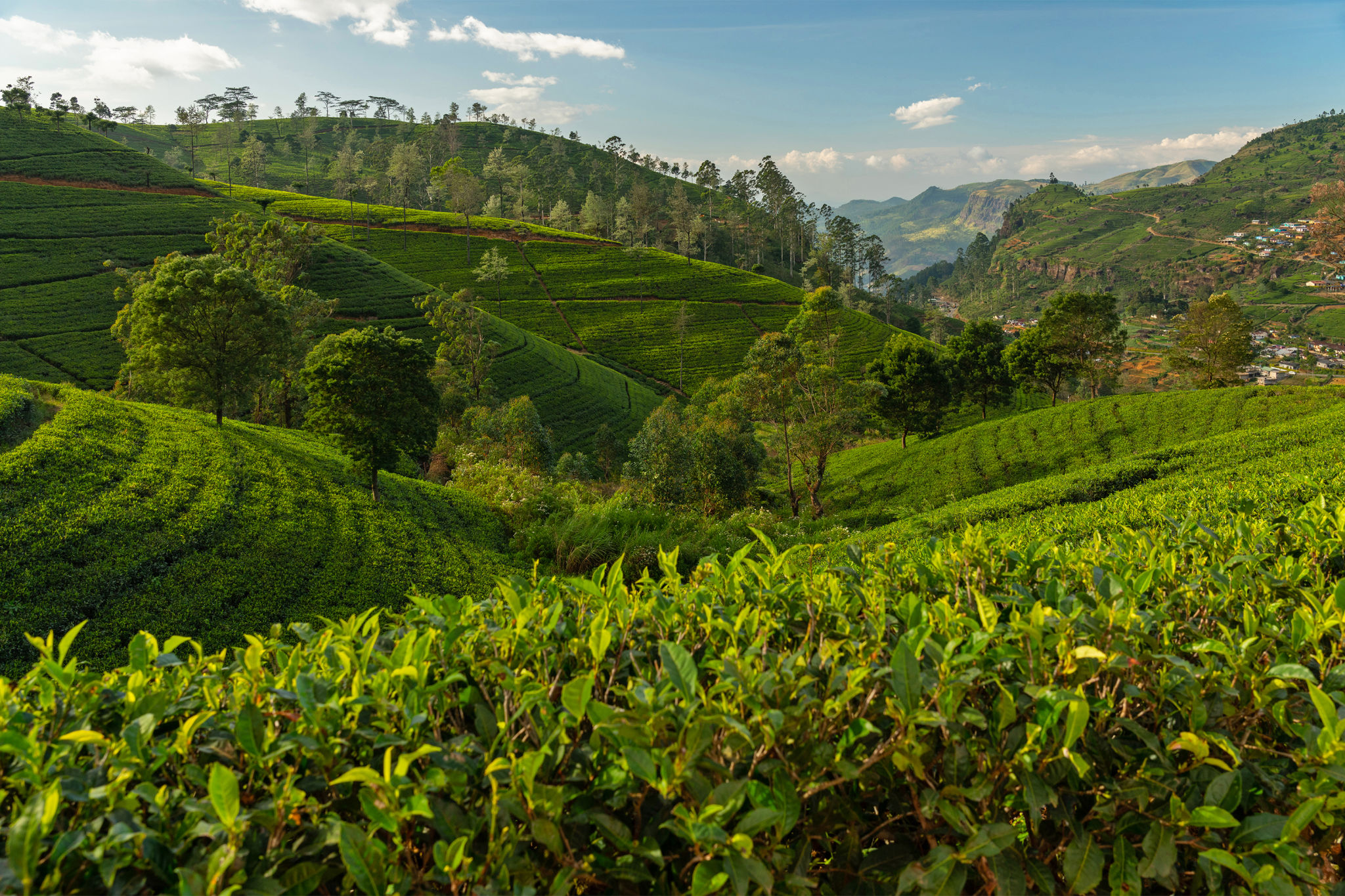 nuwara eliya tea