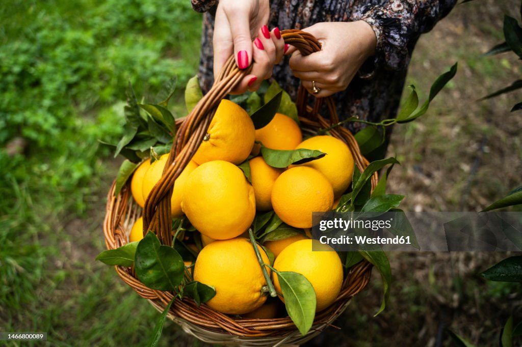Hands of woman holding orange fruit's basket