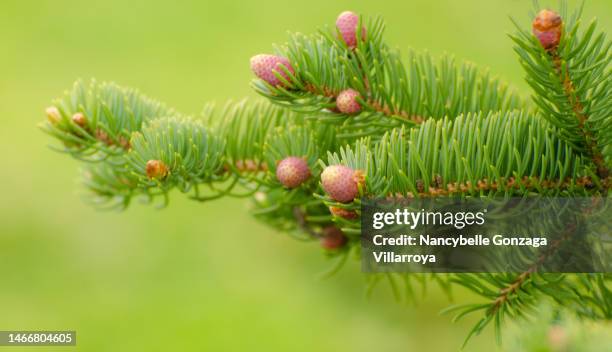 pine treetwigs with  young buds of pine needle - knospend stock-fotos und bilder