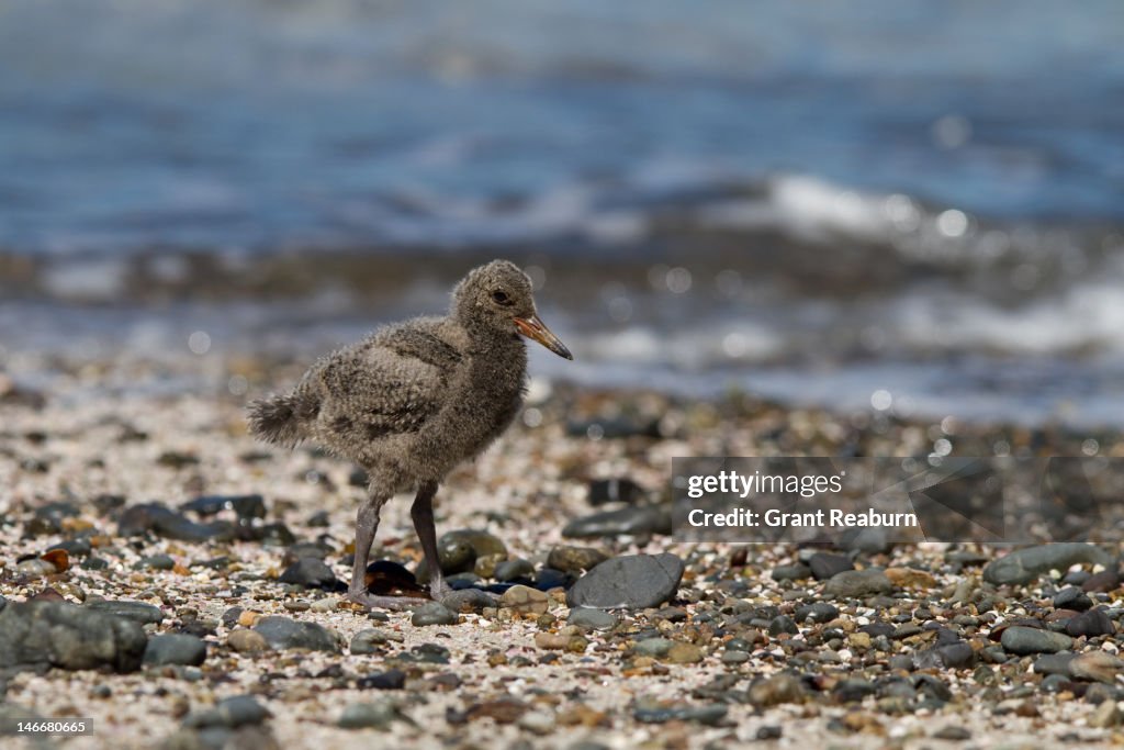 Oystercatcher.
