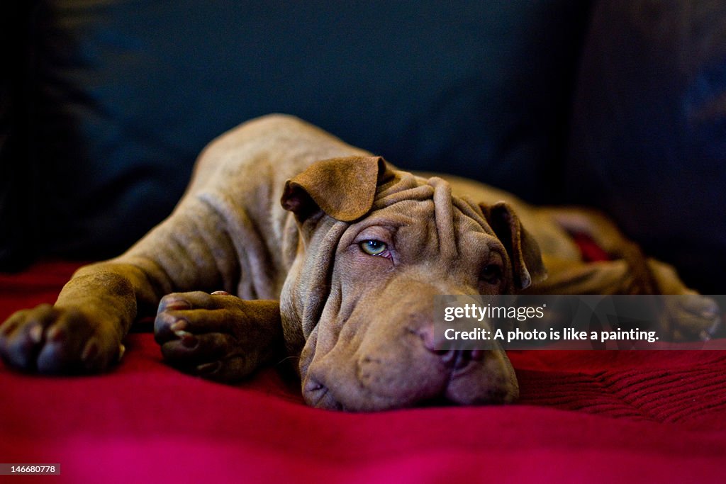 Dog sleeping on red carpet