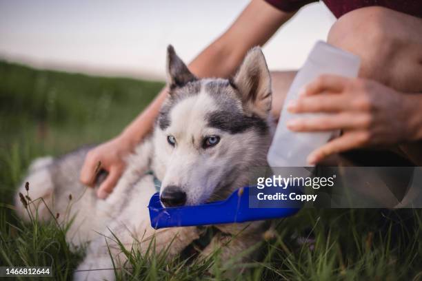 dog drinking from portable pet water bottle while walking with its owner - pet food dish stock pictures, royalty-free photos & images