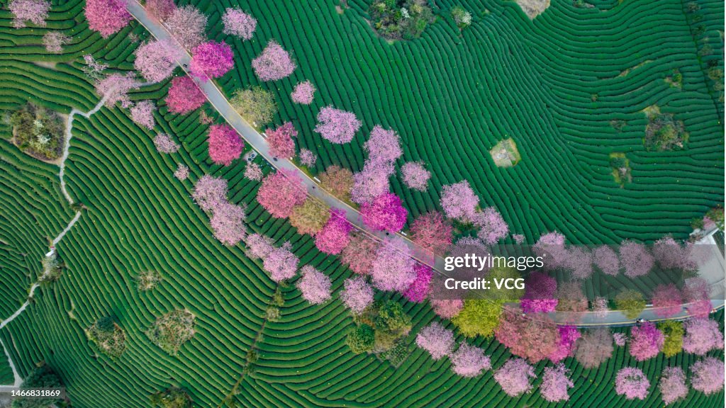 Longyan Cold Spring Aerial view of cherry trees in bloom at a tea garden on February 15 ...