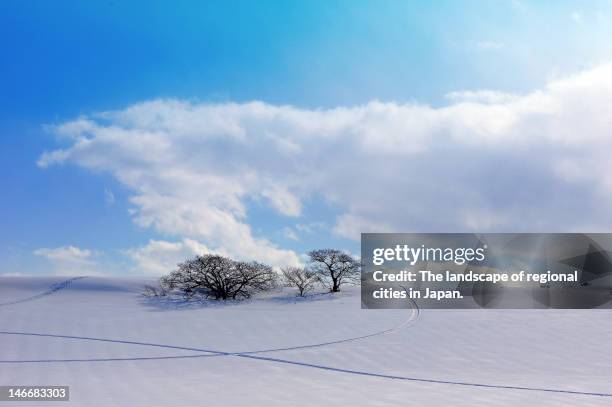 tree in a snow field - prefeitura de aomori imagens e fotografias de stock