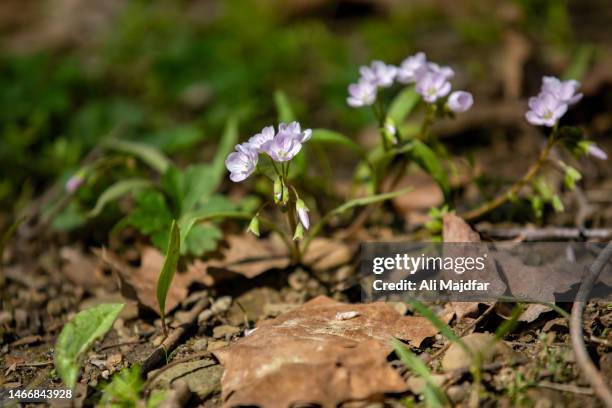 Springtime Bluets Wild Flowers High-Res Stock Photo