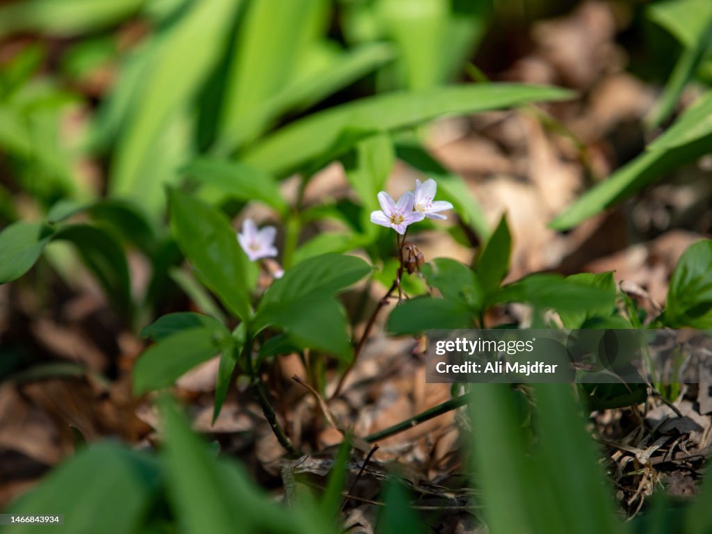 Bluets Wild Flowers