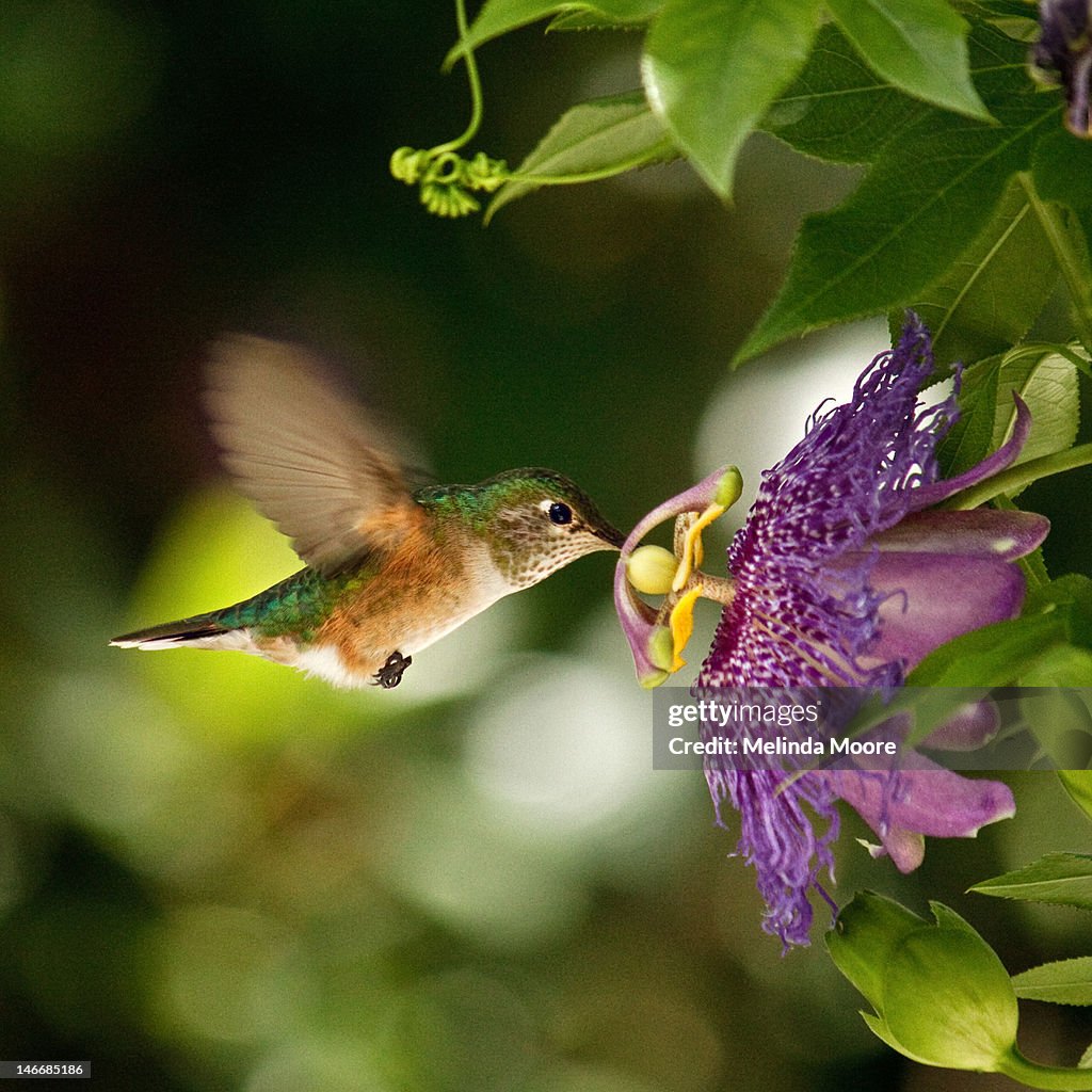 Hummingbird