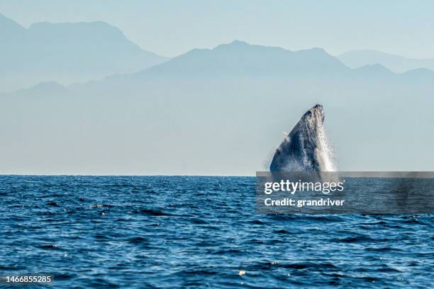 male humpback whale jumping from water or breaching on a clear day in banderas bay near puerto vallarta mexico in the pacific ocean - sea of cortes stock pictures, royalty-free photos & images