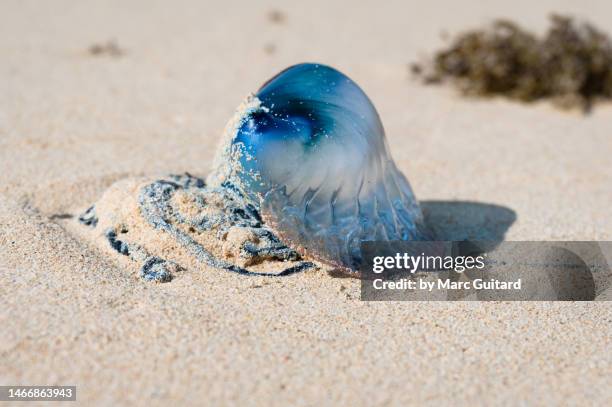 portuguese man o' war (physalia physalis) washed up on the beach inbermuda - saint george fotografías e imágenes de stock