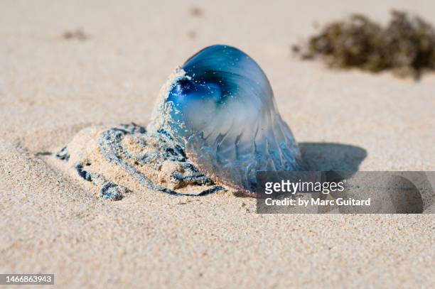 portuguese man o' war (physalia physalis) washed up on the beach inbermuda - st george stock pictures, royalty-free photos & images