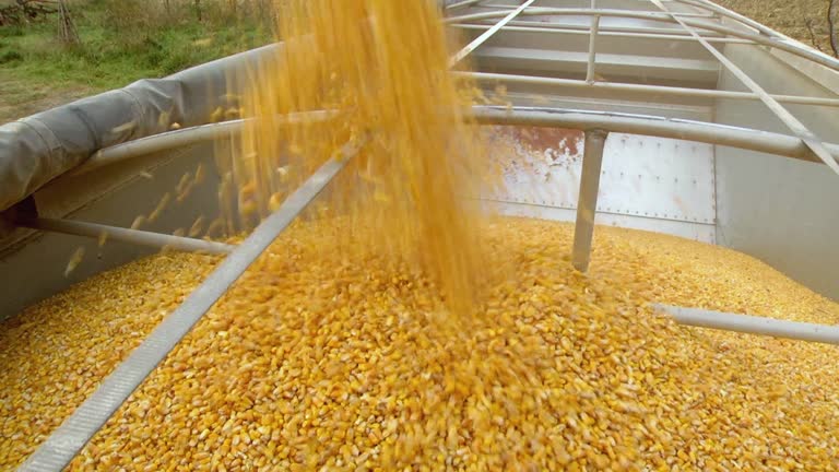 Processed Maize 2,601 Maize Production Stock Videos, Footage, & 4K Video Clips - Getty ...