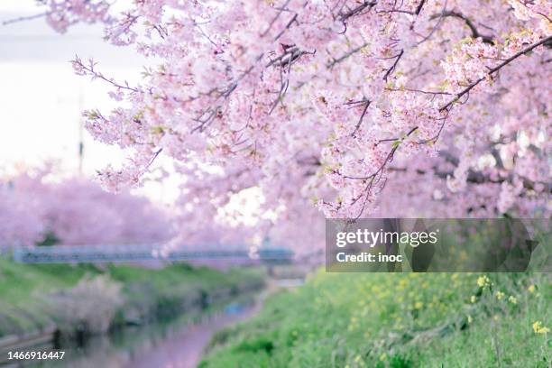 full-bloom of kawazu sakura - 花見 ストックフォトと画像