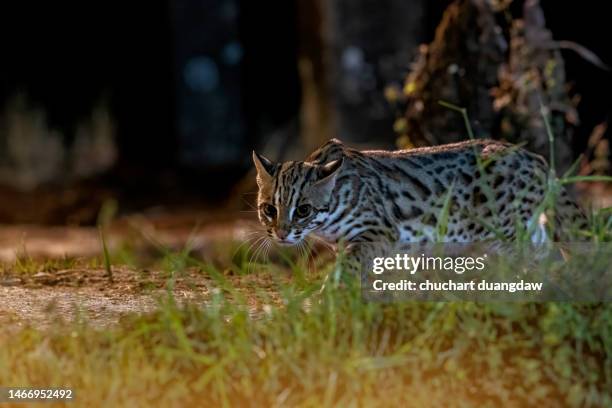 leopard cat (prionailurus bengalensis) the hunter in the night in nature - prionailurus viverrinus stock pictures, royalty-free photos & images