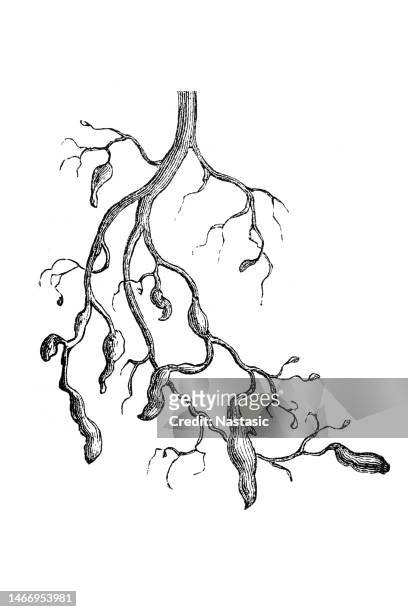 roots that have been damaged by phylloxera - etching stock illustrations