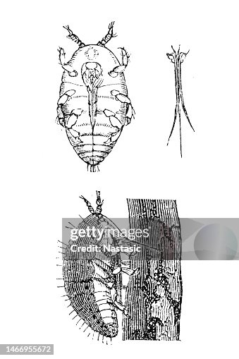 Root aphid Root aphid