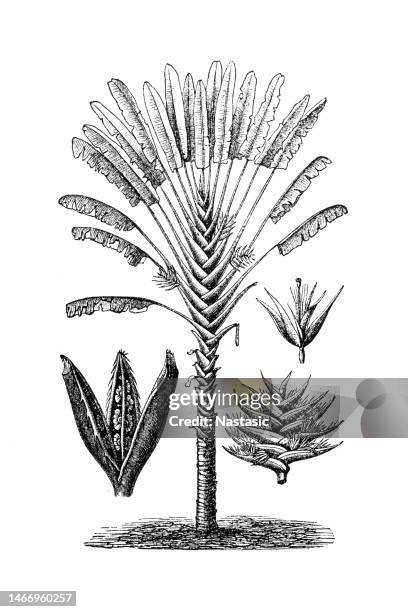 ravenala madagascariensis (traveller's tree) - ravenala madagascariensis stock illustrations
