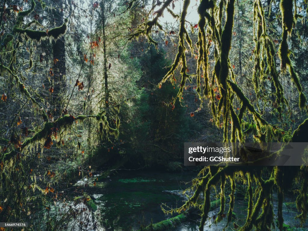 Bezaubernder Hoh-Regenwald, Olympic National Park