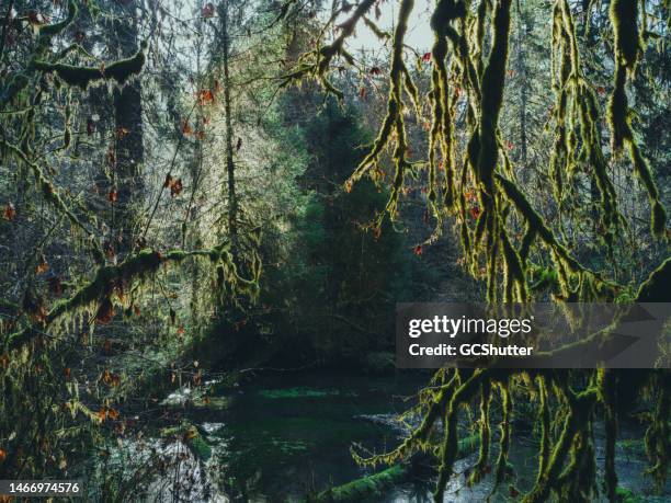 enchanting hoh rain forest, olympic national park - gematigd regenwoud stockfoto's en -beelden