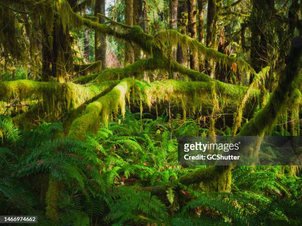 hoh rain forest, olympic national park - cedar river stock pictures, royalty-free photos & images