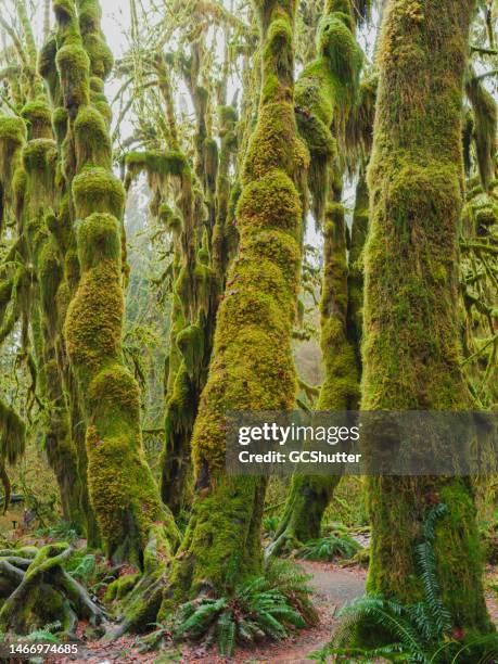 hall of mosses, hoh rain forest, olympic national park - gematigd regenwoud stockfoto's en -beelden