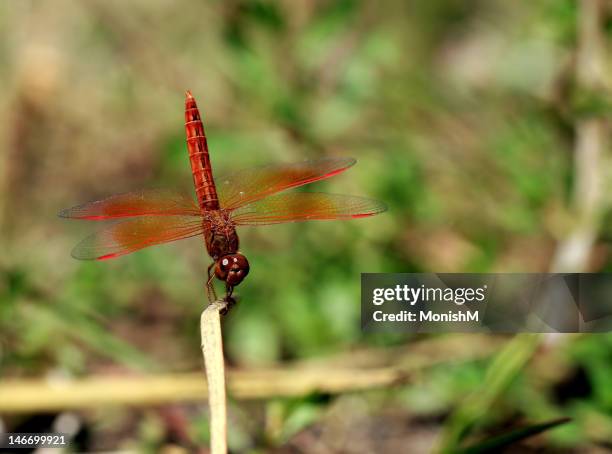 Hunsuru Image 26 Hunsur Stock Photos, High-Res Pictures, and Images - Getty Images