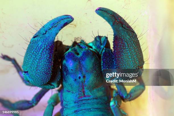 Hunsuru Image 26 Hunsur Stock Photos, High-Res Pictures, and Images - Getty Images