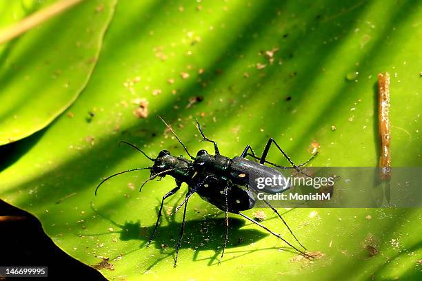 Hunsuru Image Hunsur Photos and Premium High Res Pictures - Getty Images