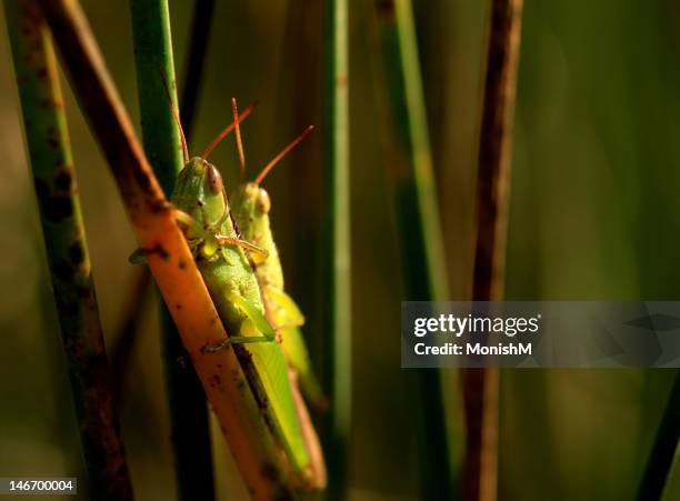 Hunsuru Image 26 Hunsur Stock Photos, High-Res Pictures, and Images - Getty Images