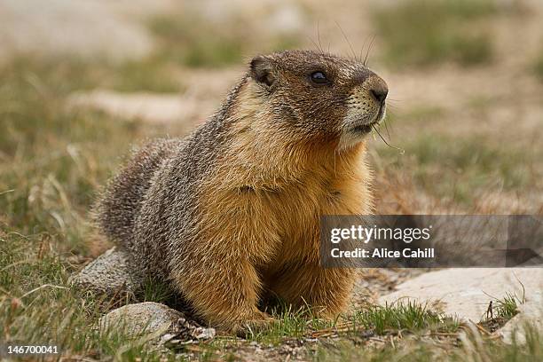 marmot eating grass - woodchuck stock pictures, royalty-free photos & images