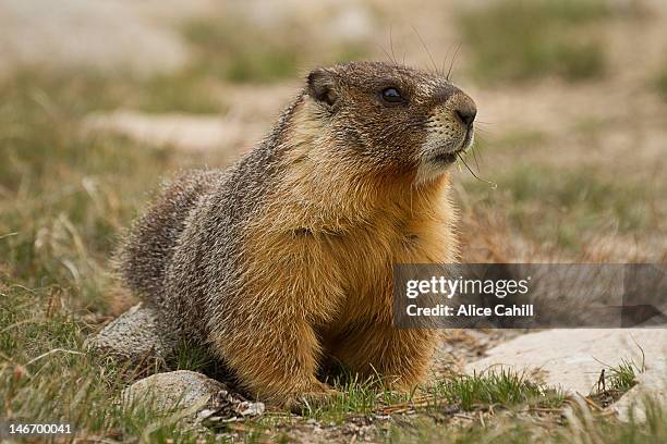 marmot eating grass - groundhog stock pictures, royalty-free photos & images