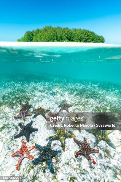 starfish on coral reef with idyllic island in the backdrop - starfish stock pictures, royalty-free photos & images