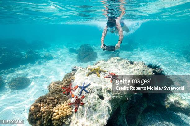 man with scuba mask photographing starfish in the exotic lagoon - photographing wildlife stock pictures, royalty-free photos & images