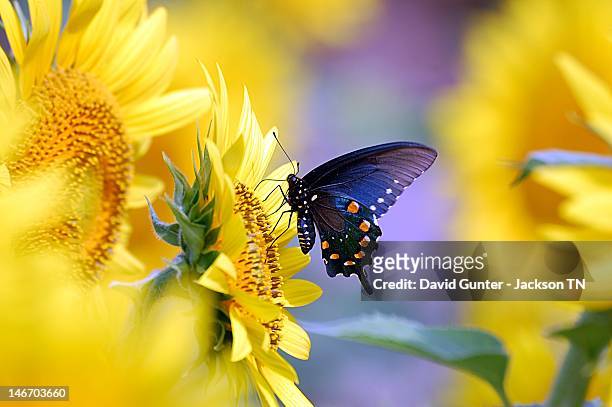 pipevine swallowtail butterfly on sunflower - pipevine swallowtail butterfly stock pictures, royalty-free photos & images