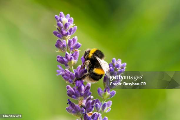 bumble bee pollinating a purple flower on a lavender plant - lavanda fotografías e imágenes de stock